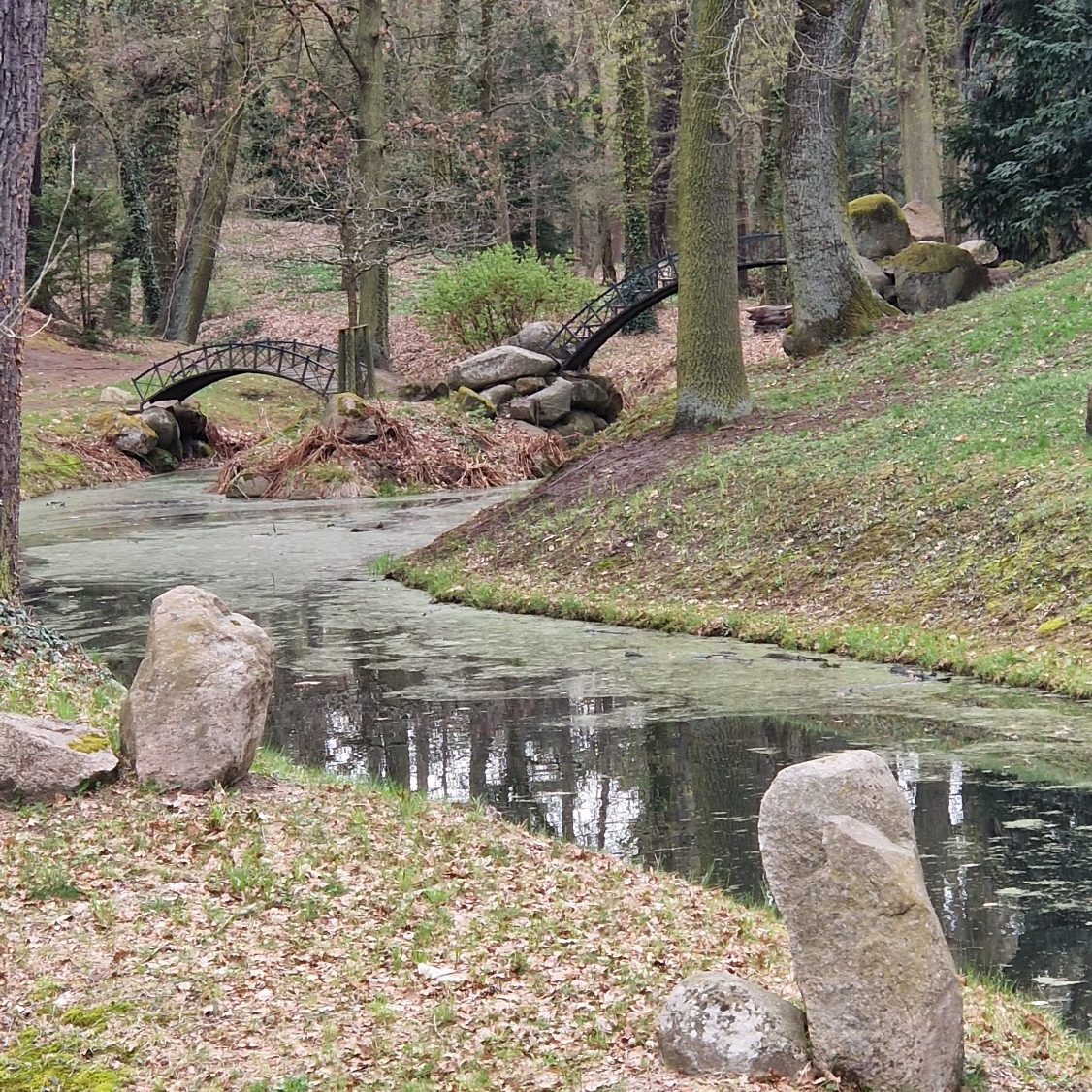 Im Wasser gespiegelte Baumreihe