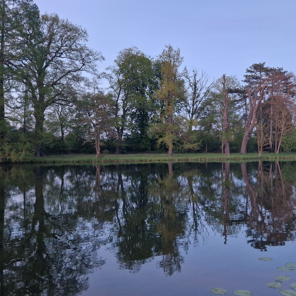 Im Wasser gespiegelte Baumreihe